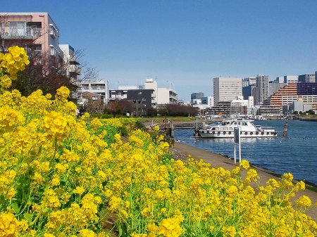 しながわ花海道 photo:nagao